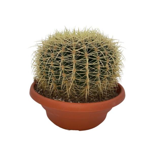 1 cactus schoonmoedersstoel (Echiocactus Grusonii)  Ø24 cm- ↕23 - 28 cm