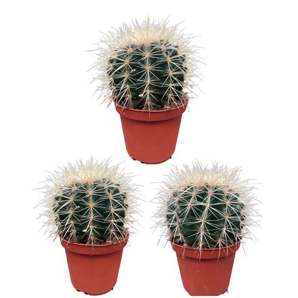 3 stuks cactus schoonmoedersstoel (Echiocactus Grusonii)  Ø10.5 cm - ↕13 - 17 cm