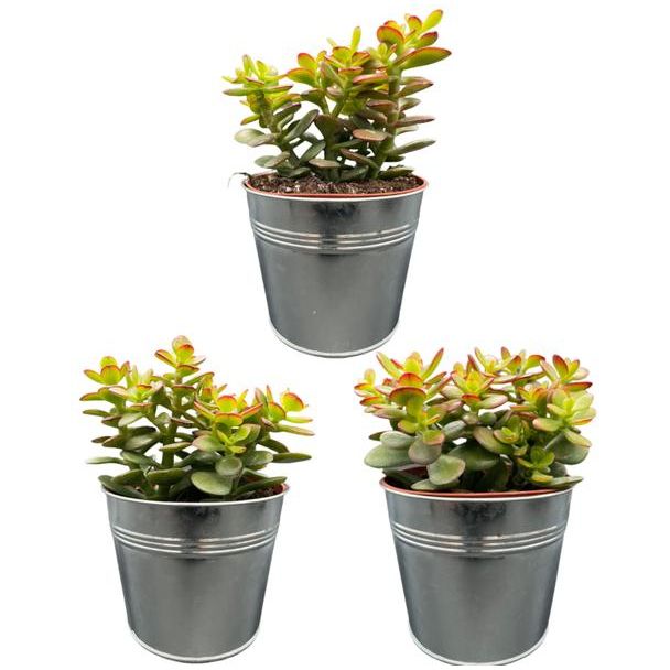 3 stuks de kleine Jadeplant (Succulenten- Crassula Minor) in zinken pot  - ↕15-20cm - Ø13 cm