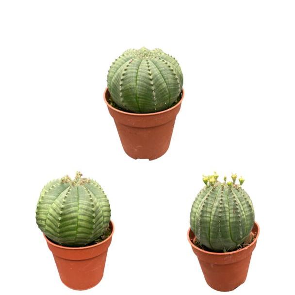 3 stuks Cactus- honkbalplant of 'Baseball Plant'   (Euphorbia obesa)- 5.5cm potten- 6-9cm Hoog