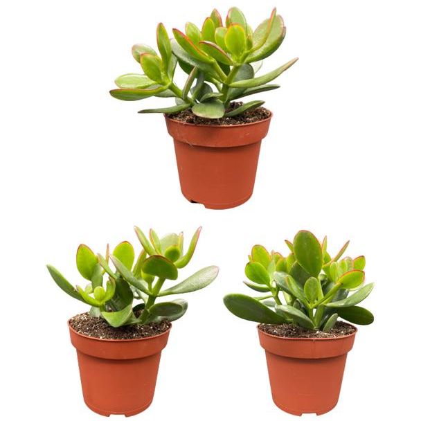 3 stuks  Jadeplant, geldboom, geluksplant, vriendschapsboom (Succulenten- Crassula Ovata)- ↕15-20cm  - Ø13 cm