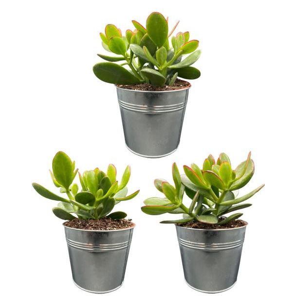 3 stuks Jadeplant, geldboom, geluksplant, vriendschapsboom in zinken pot- ↕15-20cm  - Ø13 cm (Succulenten- Crassula Ovata)