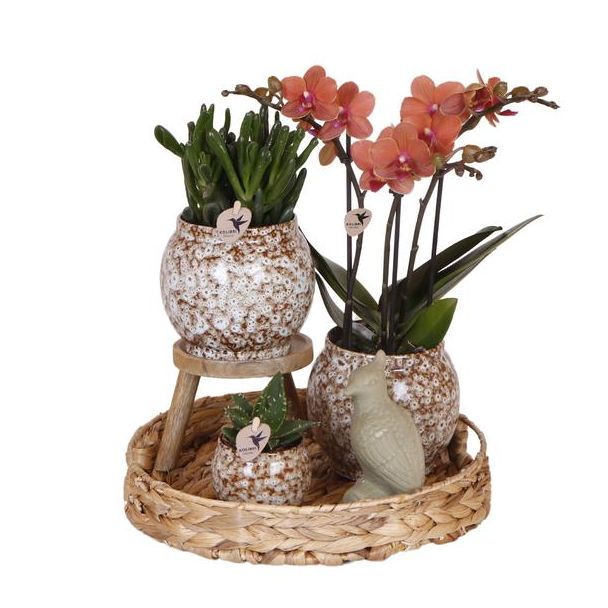 Cadeau-Tip! Kamerplantenset, Een Rode Phalaenopsis Orchide + Succelenten icl. Keramieken Sierpotten