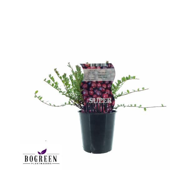 4x Cranberry planten, Bodembedekking, fruitstruik, kleur Rood-donkerrood, Vaccinium Early Black, Ø12cm - ↕20cm