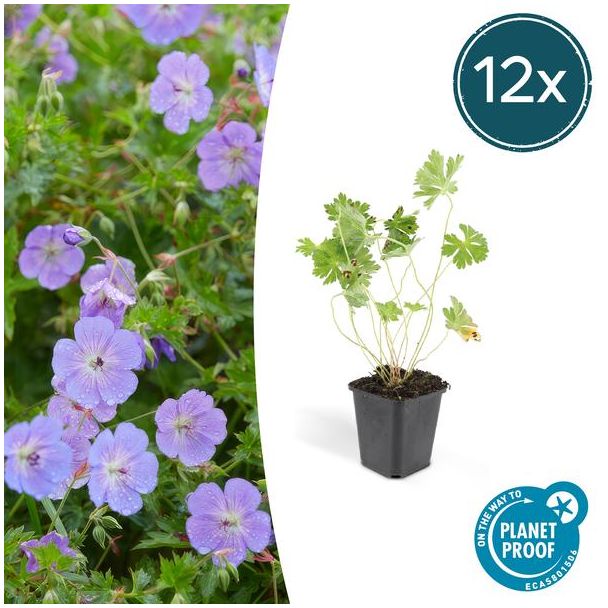 12 stuks lilakleurig Geranium Rozanne, Ooievaarsbek  - ↕25cm - Ø9cm