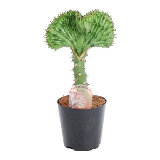 Gemakkelijke groene koraalcactus (Euphorbia lactea Cristata), succulent voor binnen, 35 cm - ø12