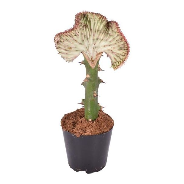 Rode en zeer opvallende kamerplant Euphorbia lactea Cristata, 35 cm hoge koraalcactus, ø12