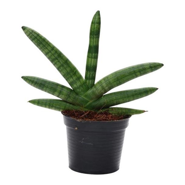 Donkergroene en luchtzuiverende kamerplant Sansevieria Skyline, 25 cm hoge vrouwentong, ø10,5