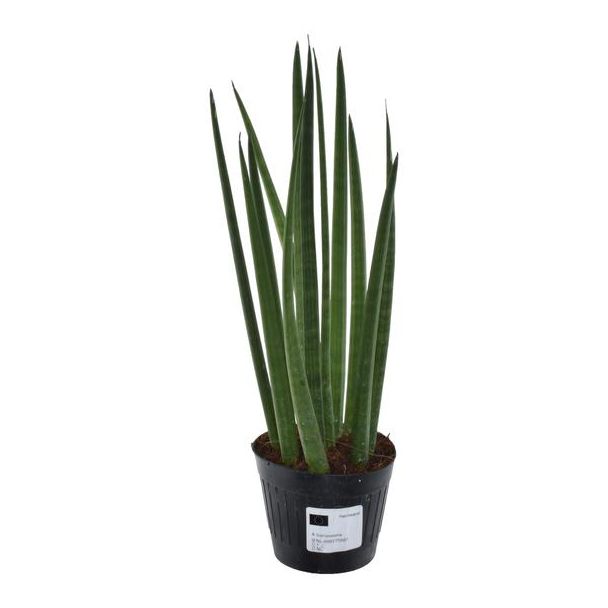 Slangenplant voor binnen (Sansevieria cylindrica 'Bacularis' / Mikado), 38 cm hoogte, ø10,5