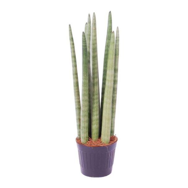 Opvallende vrouwentong voor in de kamer, Sansevieria cylindrica 'Spaghetti', 40 cm hoog, ø10,5