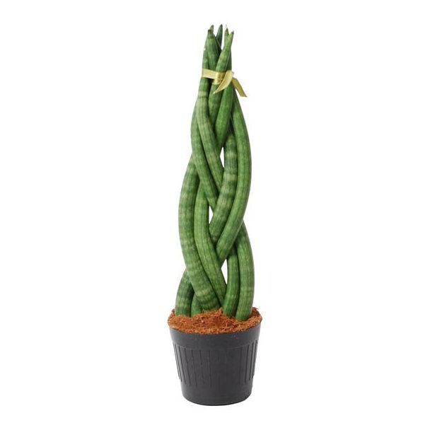 Groenblijvende kamerplant met en opvallende draai, Sansevieria cylindrica, 40 cm hoog, ø10,5