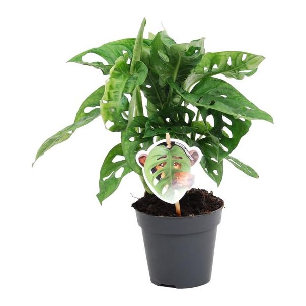 Groene kamerplant met unieke bladeren (Monstera obliqua 'Monkey Leaf'), 25 cm hoog, ø12