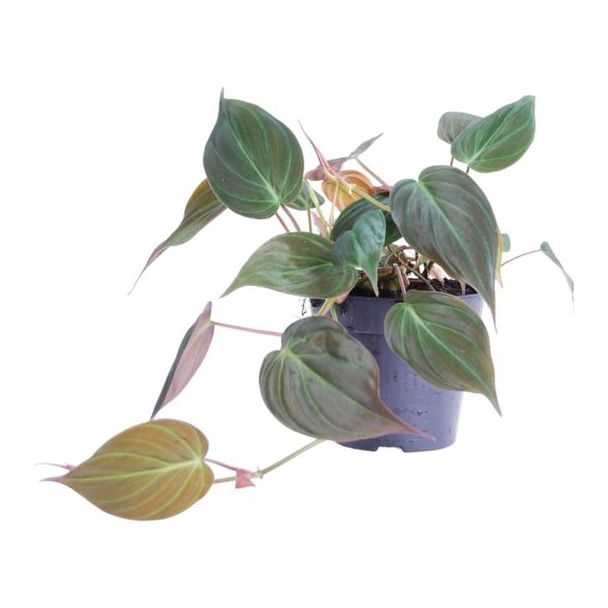 Groene kleine kamerplant Philodendron scandens 'Micans', 25 cm hoog, ø12