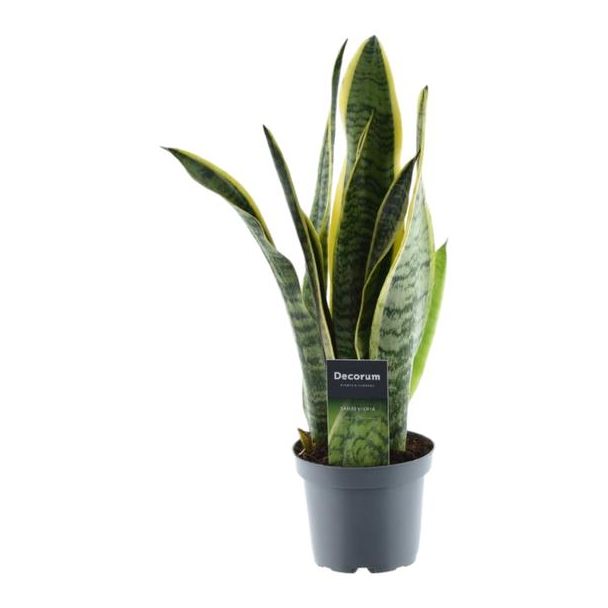 Sansevieria Laurentii, Kamerplant met zwaardvormige bladeren, 45 cm hoog, ø12