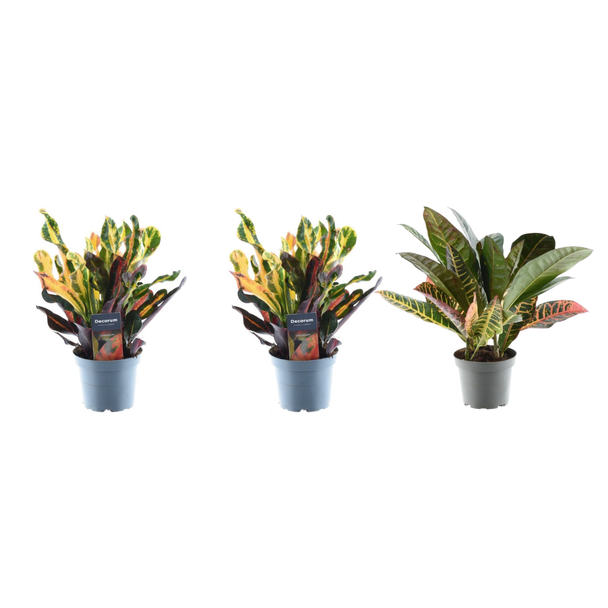 Codiaeum Variegatum-variëteiten set van 3 kamerplanten, ca. 30 cm hoog, ø12