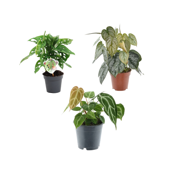 Mix van 3 groene kamerplanten, (Monkey Leaf, Philodendron Brandtianum, Anthurium Chrystallium)