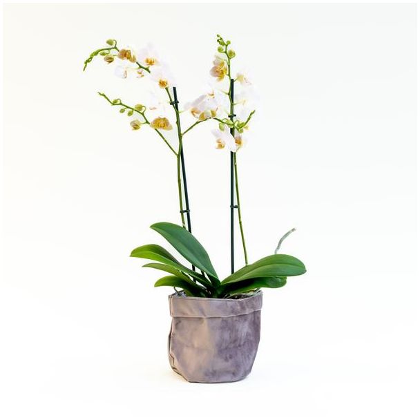 Orchidee (Phalaenopsis) in grijze fluwelen pot