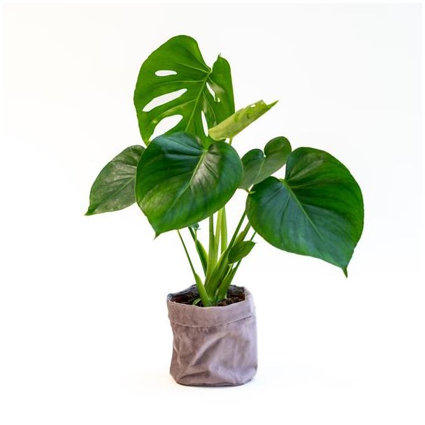 Gatenplant (Monstera) in grijze fluwelen pot