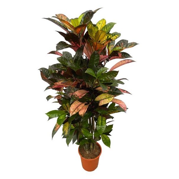 Opvallende Codiaeum (Croton) Iceton vertakt, 130 cm hoog, Ø21cm