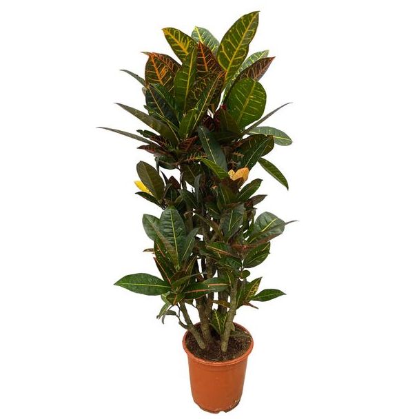 Kleurrijke blikvanger Codiaeum (Croton) Petra, vertakte kamerplant 100 cm hoog, Ø21cm