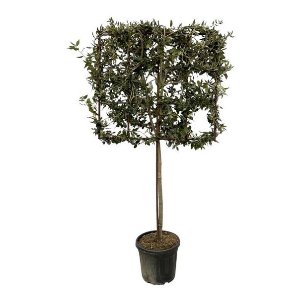 Quercus ilex tree on rack - 225 cm - Ø40cm