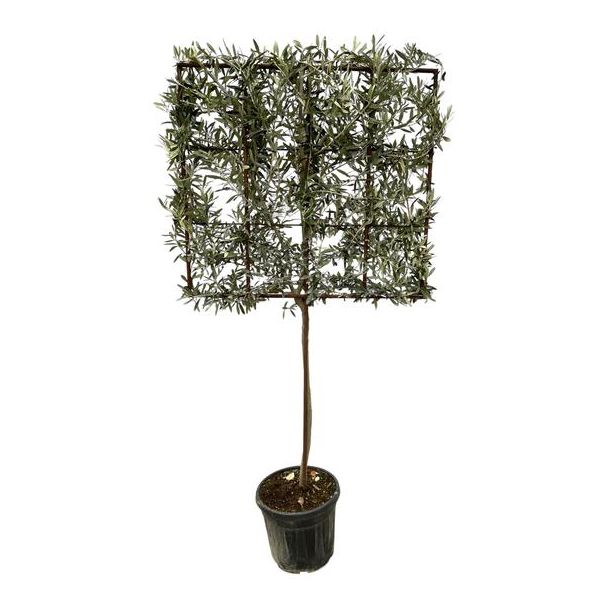 Olea Europaea tree on rack - 225 cm - Ø40cm