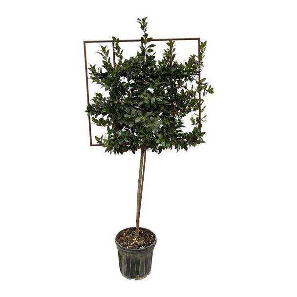 Laurus nobilis tree on rack - 225 cm - Ø40cm