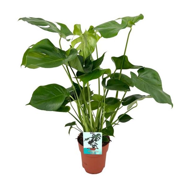 De Gatenplant, Groene Kamerplant, Tropisch, Monstera Deliciosa - Gatenplant - Ø19cm - 60cm