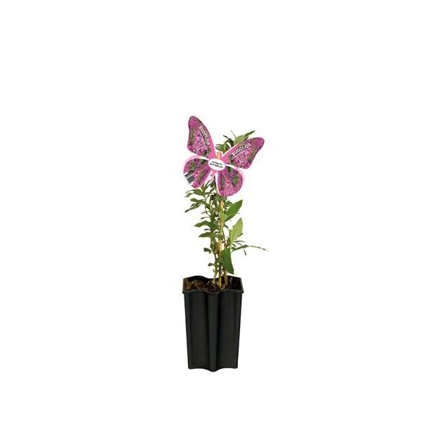 2 stuks Vlinderplant, kleur rose, Buddleja Davidii 'Pink Delight' +butterfly Label - Ø15cm - ↕55cm