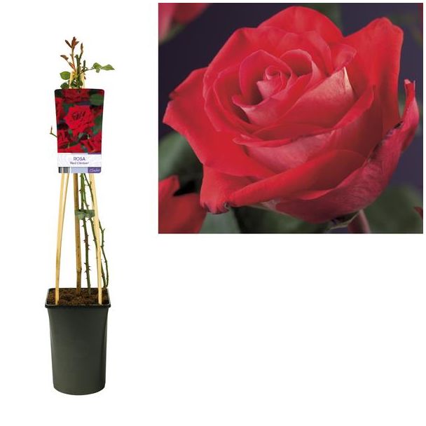 Klimroos, kleur Rood, Rosa 'Red Climber - Ø17cm - ↕75cm