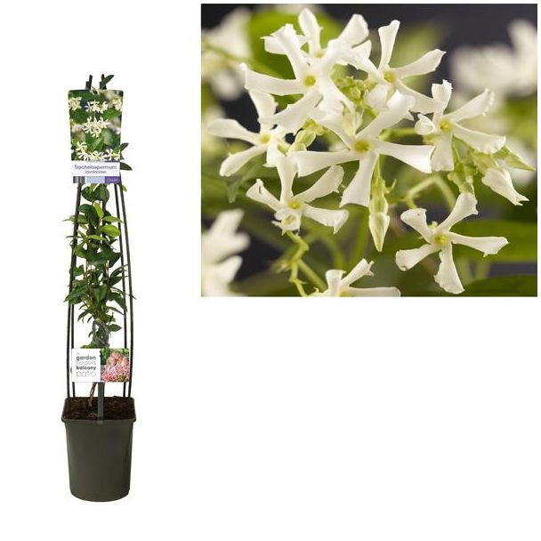 Toscaanse jasmijn of sterjasmijn, kleur wit, Trachelospermum Jasminoides  - Ø23cm - ↕115cm