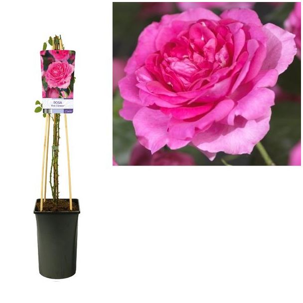 Klimroos Helder Rose, Rosa 'Pink Climber'  - Ø17cm - ↕75cm