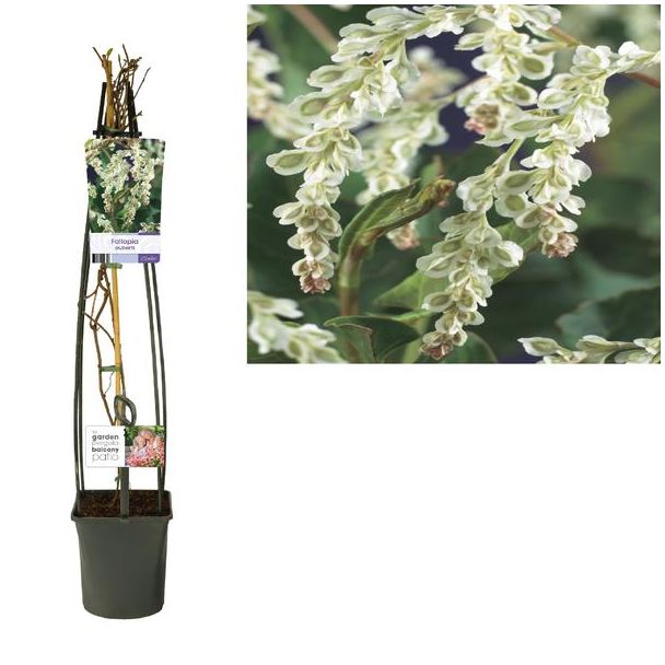 Fallopia Aubertii (Russische Wijnstok of Bruidssluier) - Ø23cm - ↕115cm