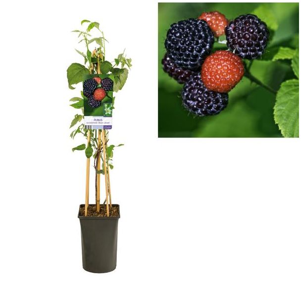 2 stuks Zwarte framboos, Rubus Occidentalis 'Black Jewel'  - Ø17cm - ↕75cm