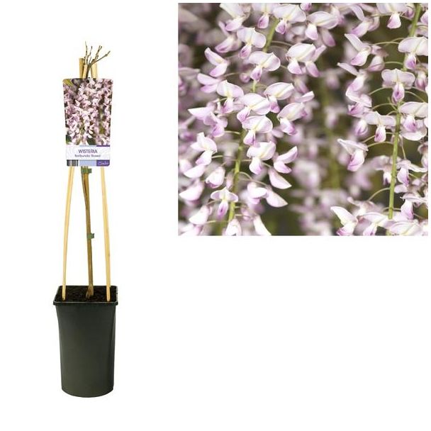 De Rose Japanse Blauwe regen, Wisteria Floribunda 'Rosea'  - Ø17cm - ↕75cm