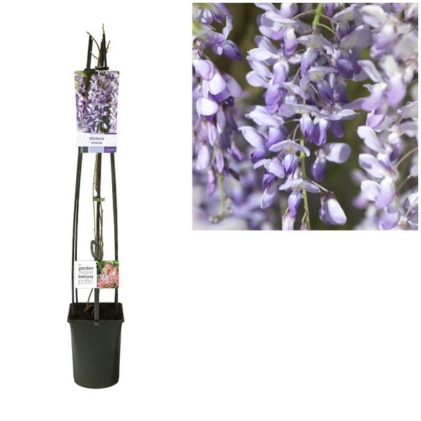 Chinese Blauweregen Wisteria Sinensis, lichtblauw tot diep paarsblauw - Ø23cm - ↕115cm