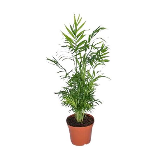 Mexicaanse Dwergpalm, Kamerplant, Palm, Chamaedorea Elegans - Ø17 - ↨55cm