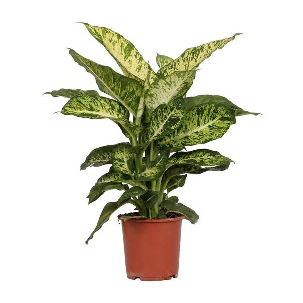 Kamerplant, Bont Blad (Groen, Creme), Dieffenbachia Mars Ø17cm - ↕50cm