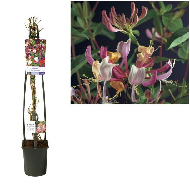 kamperfoelieplant, Lonicera Per. 'Serotina'  - Ø23cm - ↕115cm, klimplant met roze, paars, oranje bloemen