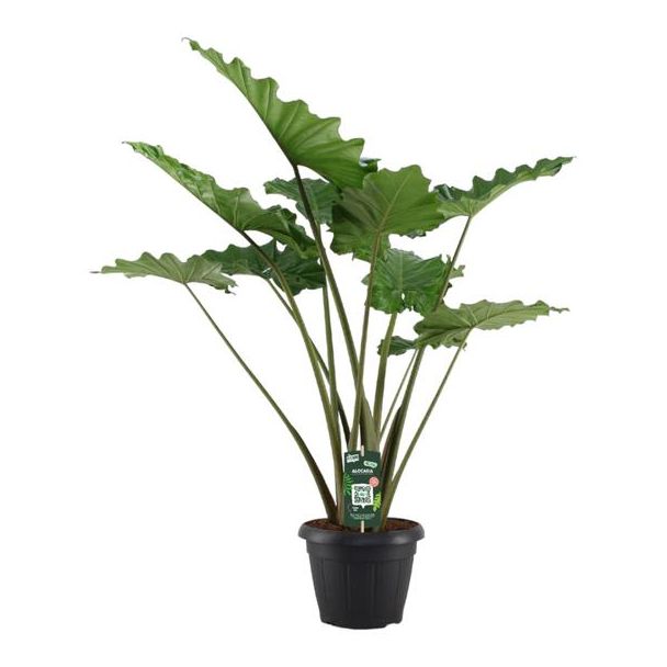 Olifantsoor (Alocasia Portodora) met majestueuze bladeren, Ø34cm, 140 cm hoog