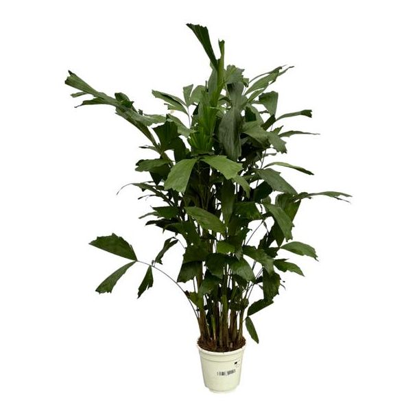 Clustering Fishtail Palm voor binnen (Caryota Mitis), 120 cm hoog, Ø19cm