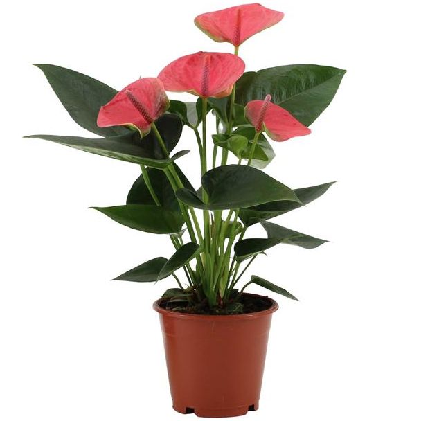 De Flamingoplant, De Liefdesbloem, Tropisch, Kleur Rose, Bloeiende Kamerplant,Anthurium Sweet Dream - Ø12cm - ↕36cm