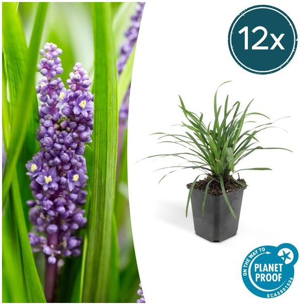 Liriope muscari  Big Blue  - ↕10-25cm - Ø9cm - 12x