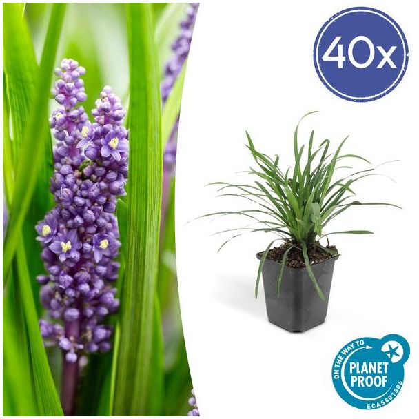 Liriope muscari  Big Blue  - ↕10-25cm - Ø9cm - 40x