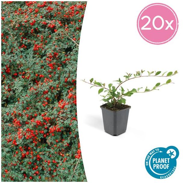 Cotoneaster dammeri - ↕10-25cm - Ø9cm - 20x