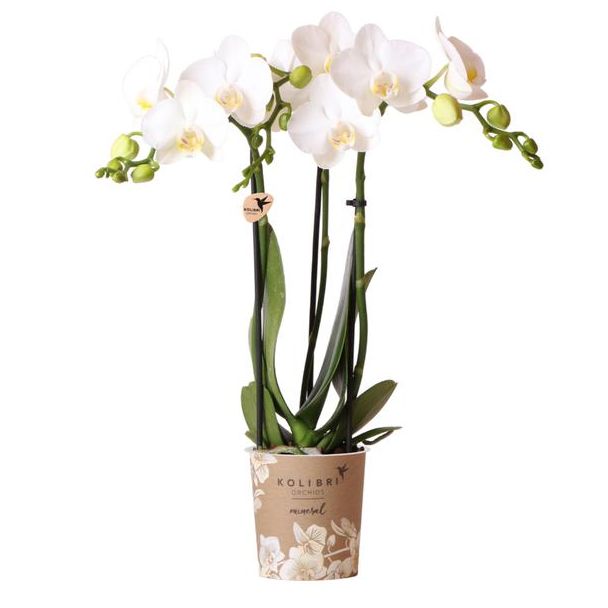 2 stuks Witte Vlinderpracht: Amabilis Orchidee in Ø9cm Pot, Vlinderorchidee, 35 cm hoog