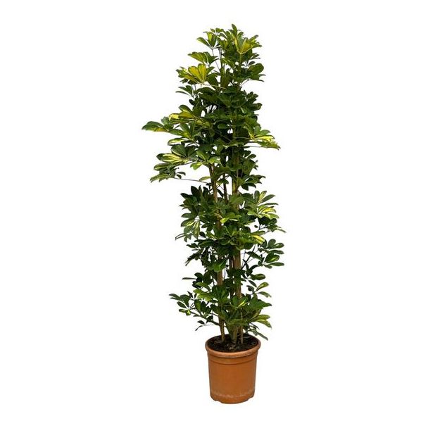 Kamerplant Schefflera Gold Capella, hoogte ca. 160 cm, Ø30cm plant voor binnen