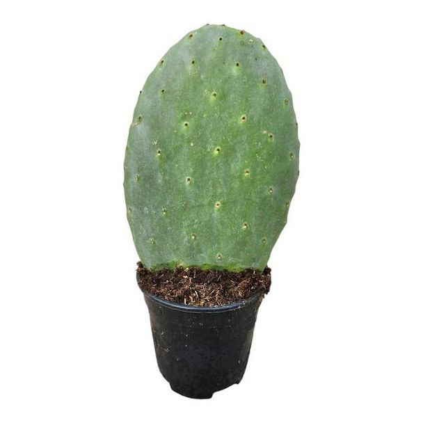 Opuntia Cactus, hoogte ca. 40 cm, Ø17cm, cactus voor binnen