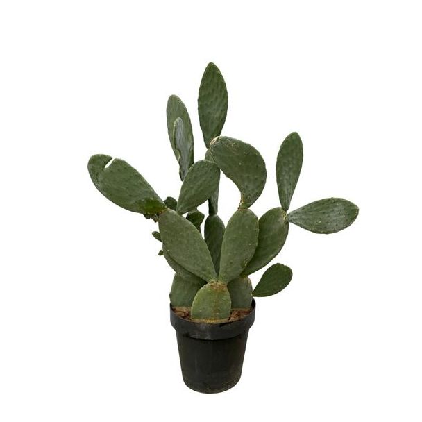 Opvallende vijgcactus met hoogte van 140 cm (Opuntia Ficus Indica), Ø50cm