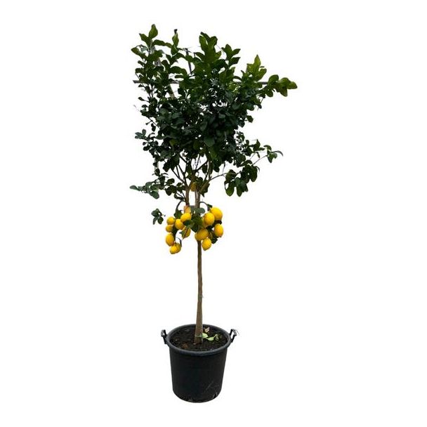 Limoen boom - Citrus Lemon - 260 cm - Ø50cm